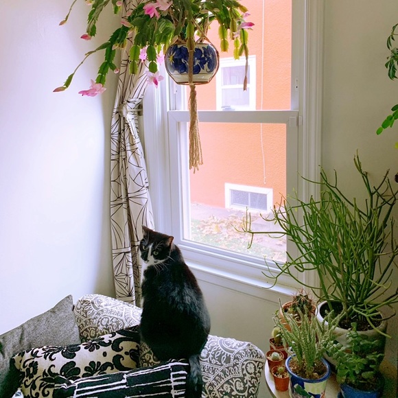 Cats! - Picture 6 of 9